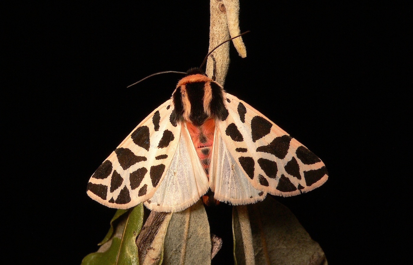 Cymbalophora pudica (Esper, [1785])